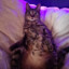 Zeussy
