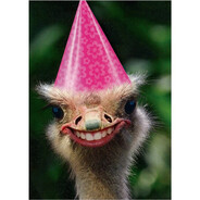 peter ostrich birthday