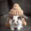 Bunny with hat