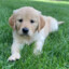a puppy named Gracie