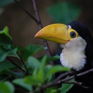 Baby Toucan