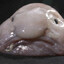 Frank the fish