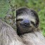 sloth