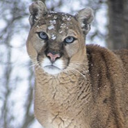 Cougar$