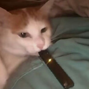 плентс версус зомбес