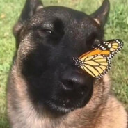 губашлёпище