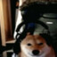 Perrito Gamer