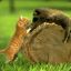 chat-blaireau