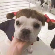 哑巴没女马好可怜