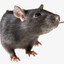 rat tamer