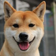蠢萌橘