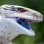 skink