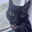 ♿ Mimi the cat