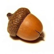 BrotherAcorn