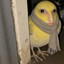 APileOfPebbles avatar