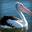 Pelican