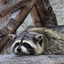 Sad Raccoon