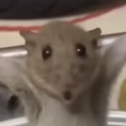 大耗子(big mouse)