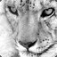 LEOPART