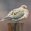 a mourning dove
