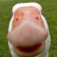 Mr_Goose6501