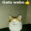 Gato Webo Derecho