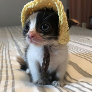 ? avatar