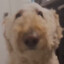 pawcio