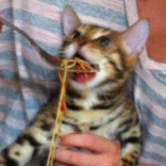 spaghetti