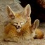 fennec