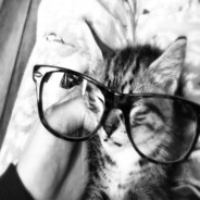 Hoctrigue酡кот барсик