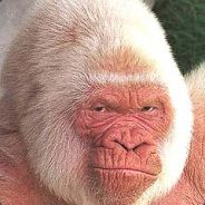 Bonzo