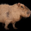 Capybara