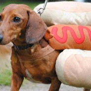 Stevenson el Perro Salchicha