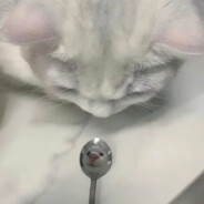 ALL mute (-fuck ru-)