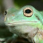 Frog face