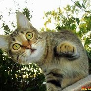 叽叽叽叽鸡叽鸡