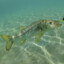 Common Snook