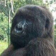 A Monkey