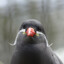 Inca Tern