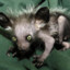^KITTY^^