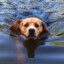 Dog in Water