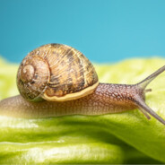 caracol