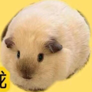 金色巨大荷兰猪