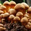 Mushrooms
