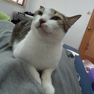 筱羽