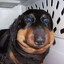 Super_Dog