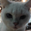 homelesscat
