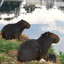 Capivara do Rio Pinheiros