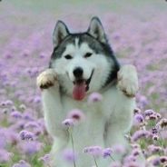 Spofl - steam id 76561197987449331